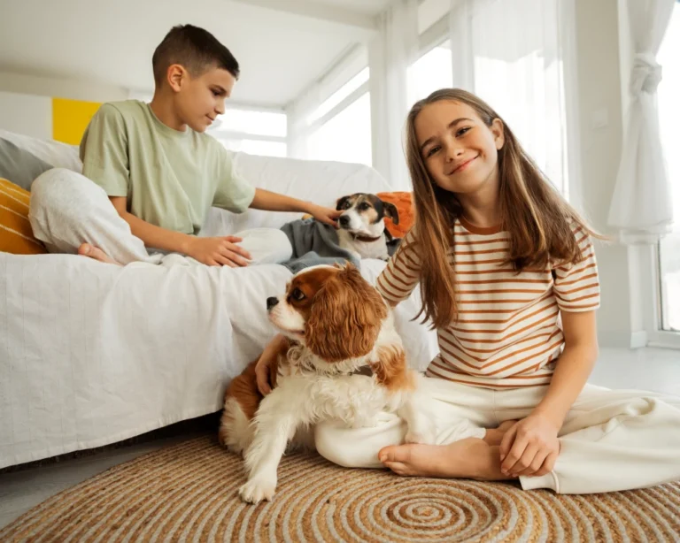 pet feeder automatic