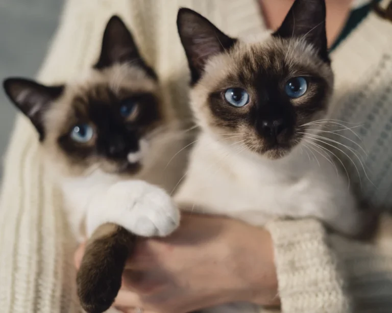 automatic dog feeder with camera