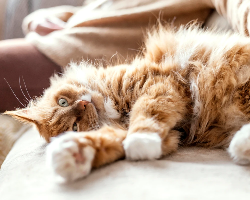 best automatic cat feeder with camera